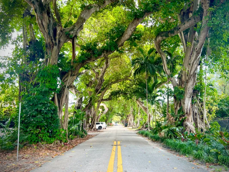 Banyan canopy over a residential street in Coral Gables, Miami-Dade